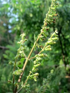 Salbei-Gamander (Teucrium scorodonia) am Hockenheimer Baggersee in der Schwetzinger Hardt
