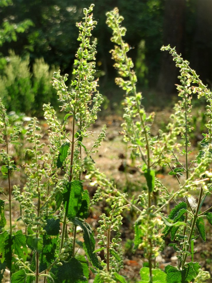 Salbei-Gamander (Teucrium scorodonia) am Hockenheimer Baggersee in der Schwetzinger Hardt