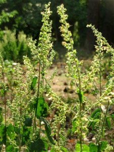 Salbei-Gamander (Teucrium scorodonia) am Hockenheimer Baggersee in der Schwetzinger Hardt