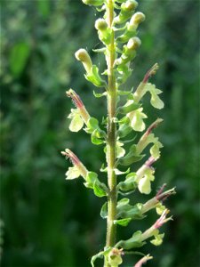 Salbei-Gamander (Teucrium scorodonia) am Hockenheimer Baggersee in der Schwetzinger Hardt