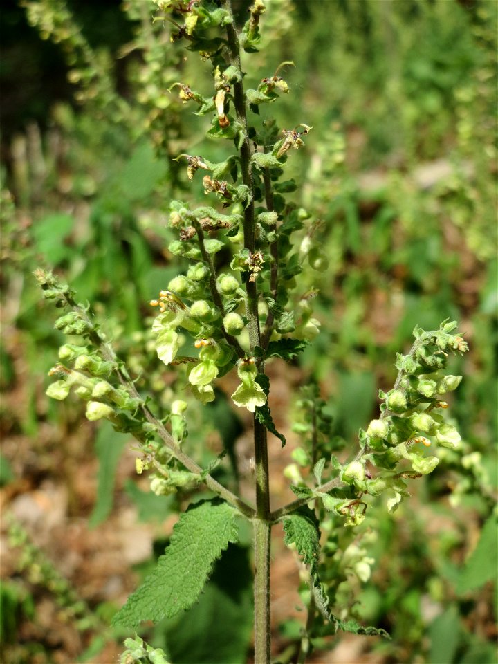 Salbei-Gamander (Teucrium scorodonia) am Hockenheimer Baggersee in der Schwetzinger Hardt