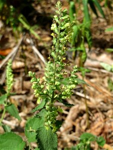 Salbei-Gamander (Teucrium scorodonia) am Hockenheimer Baggersee in der Schwetzinger Hardt