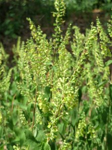 Salbei-Gamander (Teucrium scorodonia) am Hockenheimer Baggersee in der Schwetzinger Hardt