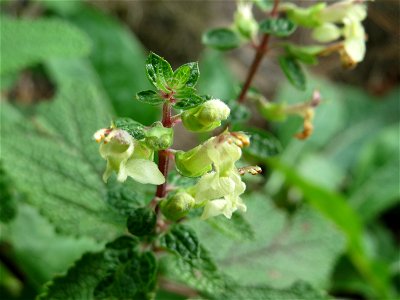 Salbei-Gamander (Teucrium scorodonia) in der Schwetzinger Hardt