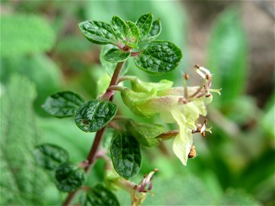 Salbei-Gamander (Teucrium scorodonia) in der Schwetzinger Hardt