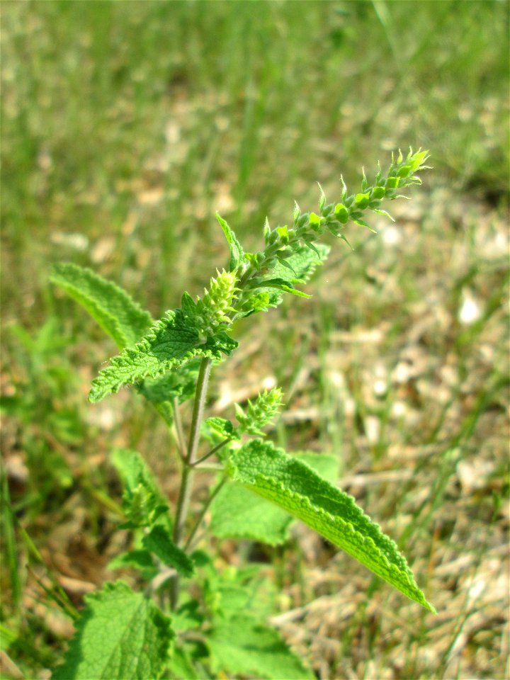 Salbei-Gamander (Teucrium scorodonia) in der Schwetzinger Hardt