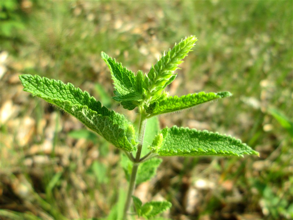 Salbei-Gamander (Teucrium scorodonia) in der Schwetzinger Hardt