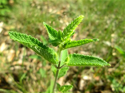 Salbei-Gamander (Teucrium scorodonia) in der Schwetzinger Hardt