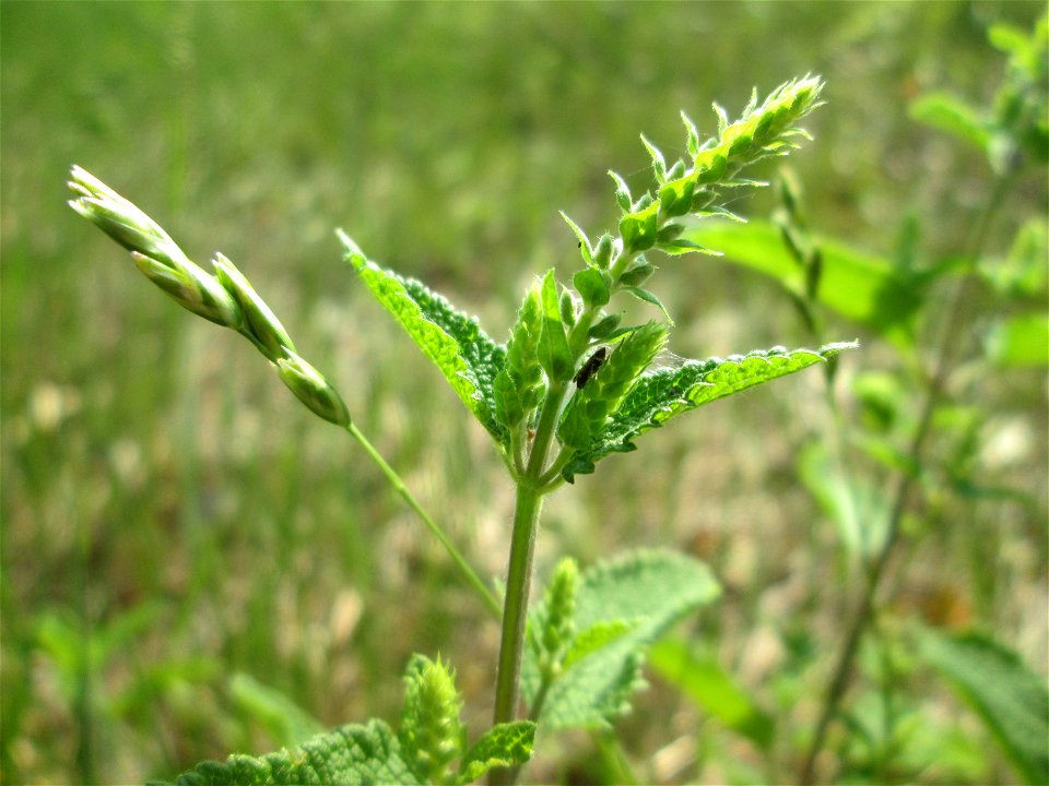 Salbei-Gamander (Teucrium scorodonia) in der Schwetzinger Hardt