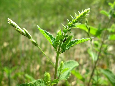 Salbei-Gamander (Teucrium scorodonia) in der Schwetzinger Hardt
