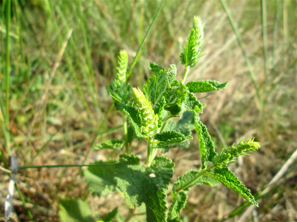 Salbei-Gamander (Teucrium scorodonia) in der Schwetzinger Hardt