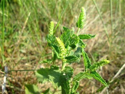 Salbei-Gamander (Teucrium scorodonia) in der Schwetzinger Hardt