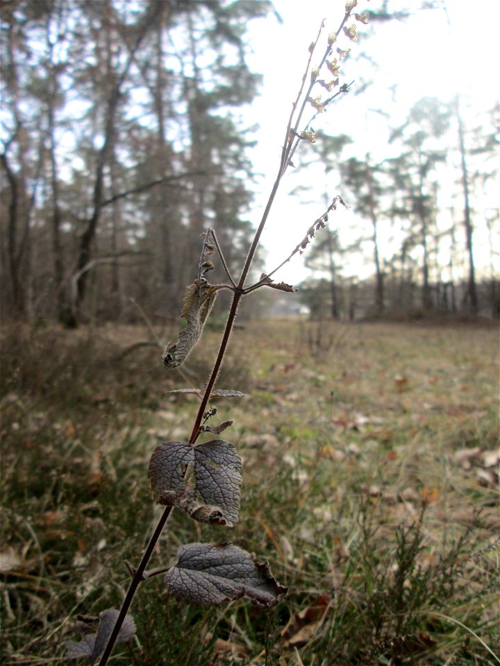 Salbei-Gamander (Teucrium scorodonia) in der Schwetzinger Hardt
