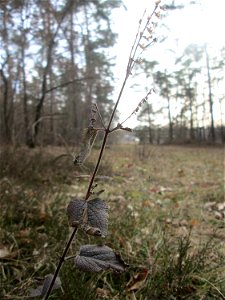 Salbei-Gamander (Teucrium scorodonia) in der Schwetzinger Hardt