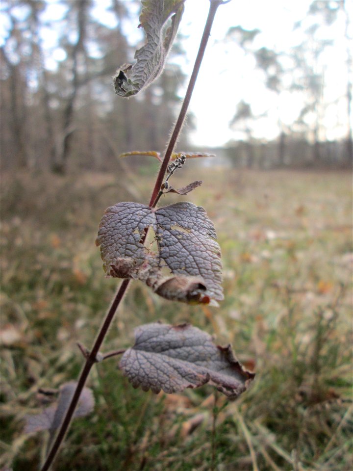 Salbei-Gamander (Teucrium scorodonia) in der Schwetzinger Hardt