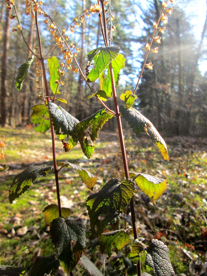Salbei-Gamander (Teucrium scorodonia) in der Schwetzinger Hardt