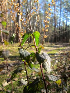 Salbei-Gamander (Teucrium scorodonia) in der Schwetzinger Hardt