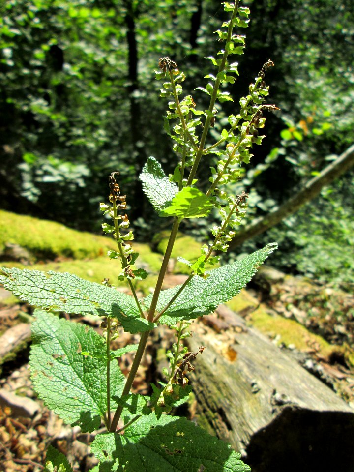 Salbei-Gamander (Teucrium scorodonia) oberhalb von Bad Bertrich