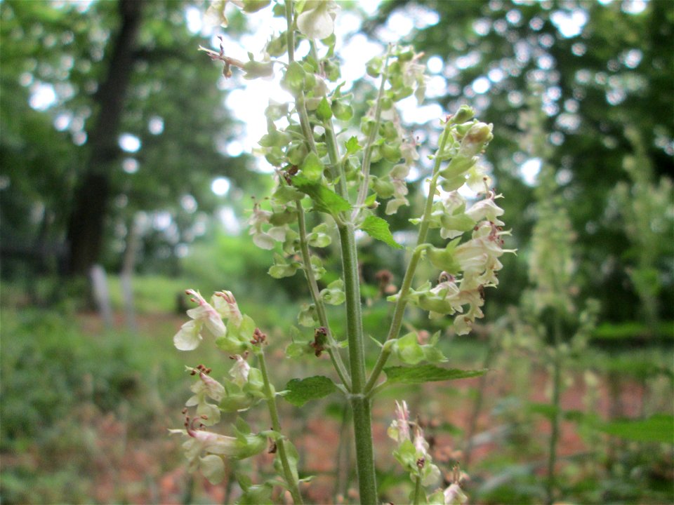 Salbei-Gamander (Teucrium scorodonia) im Landschaftschutzgebiet „Halberg“ in Saarbrücken