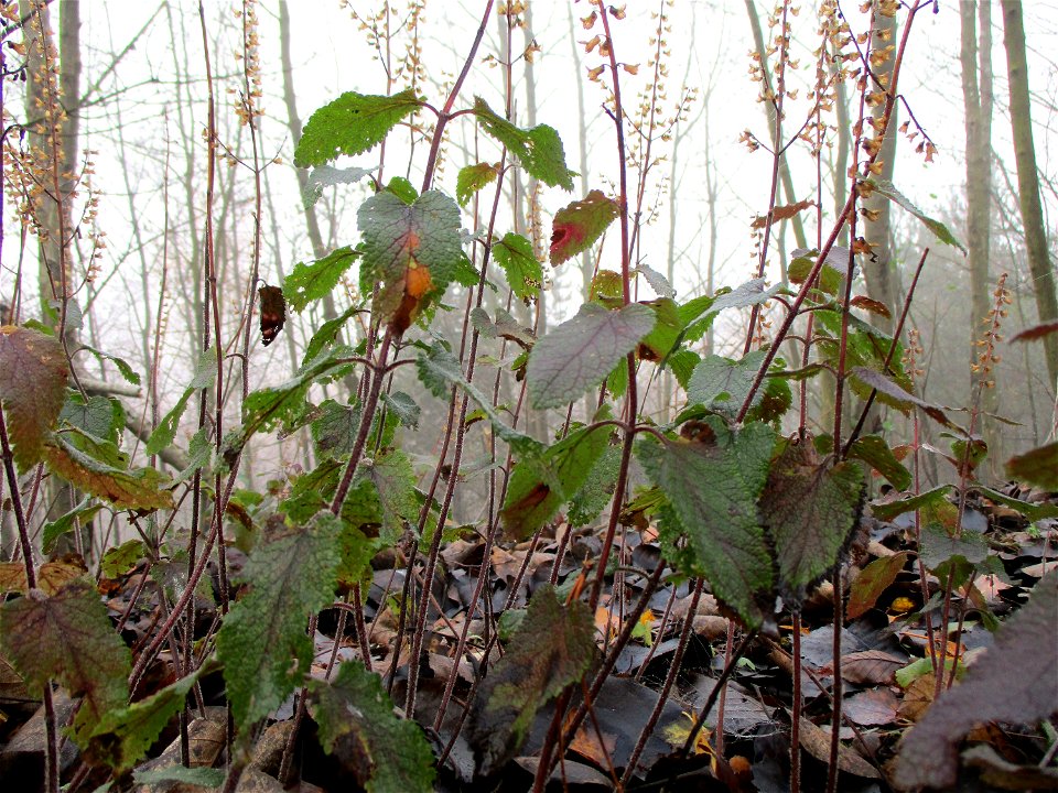 Salbei-Gamander (Teucrium scorodonia) auf der Bergehalde Göttelborn