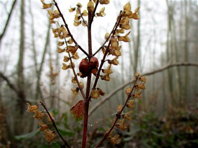 Salbei-Gamander (Teucrium scorodonia) auf der Bergehalde Göttelborn