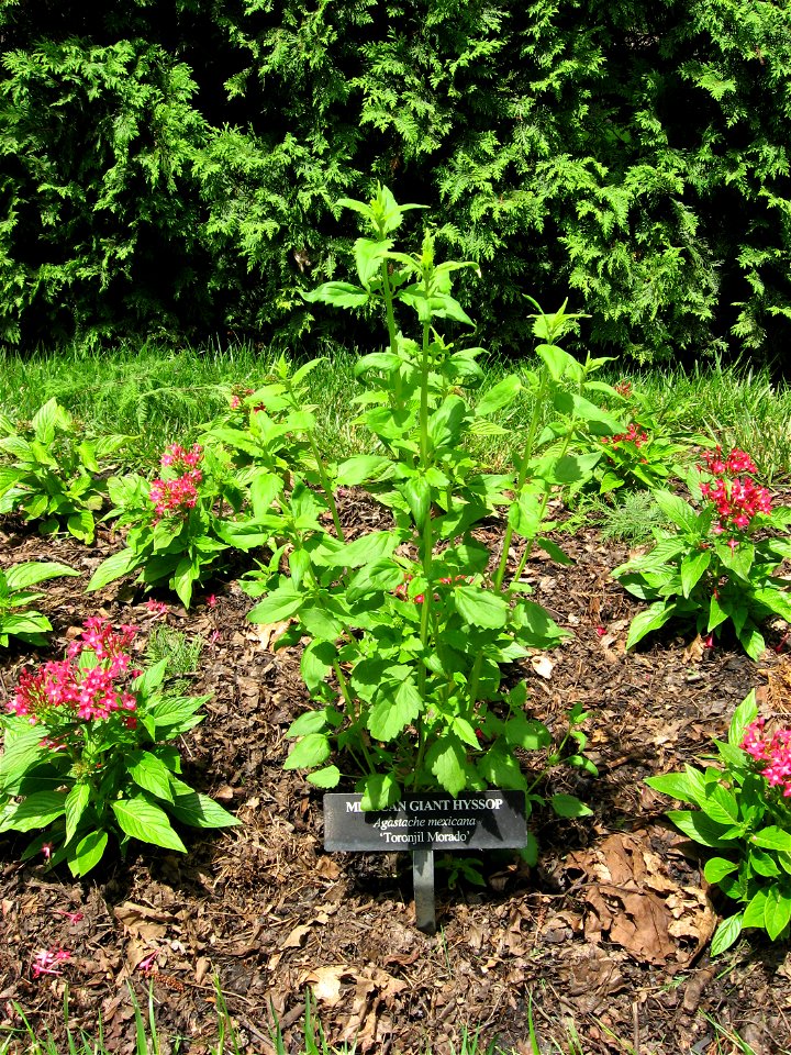 A picture of Agastache mexicana 'Toronjil Morado'.