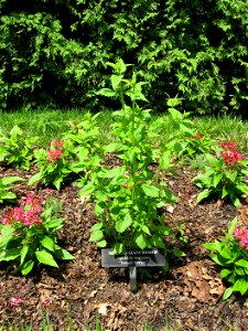 A picture of Agastache mexicana 'Toronjil Morado'.