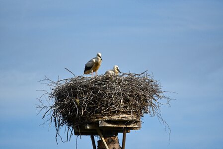 Nest plumage beak photo