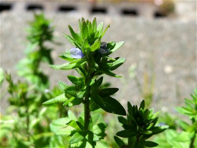 Feld-Ehrenpreis (Veronica arvensis) an der Bismarckstraße in Sankt Johann (Saar)