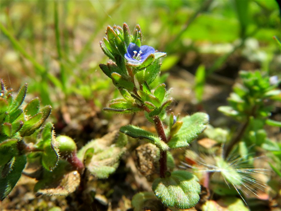 Feld-Ehrenpreis (Veronica arvensis) im Neuenheimer Feld in Heidelberg