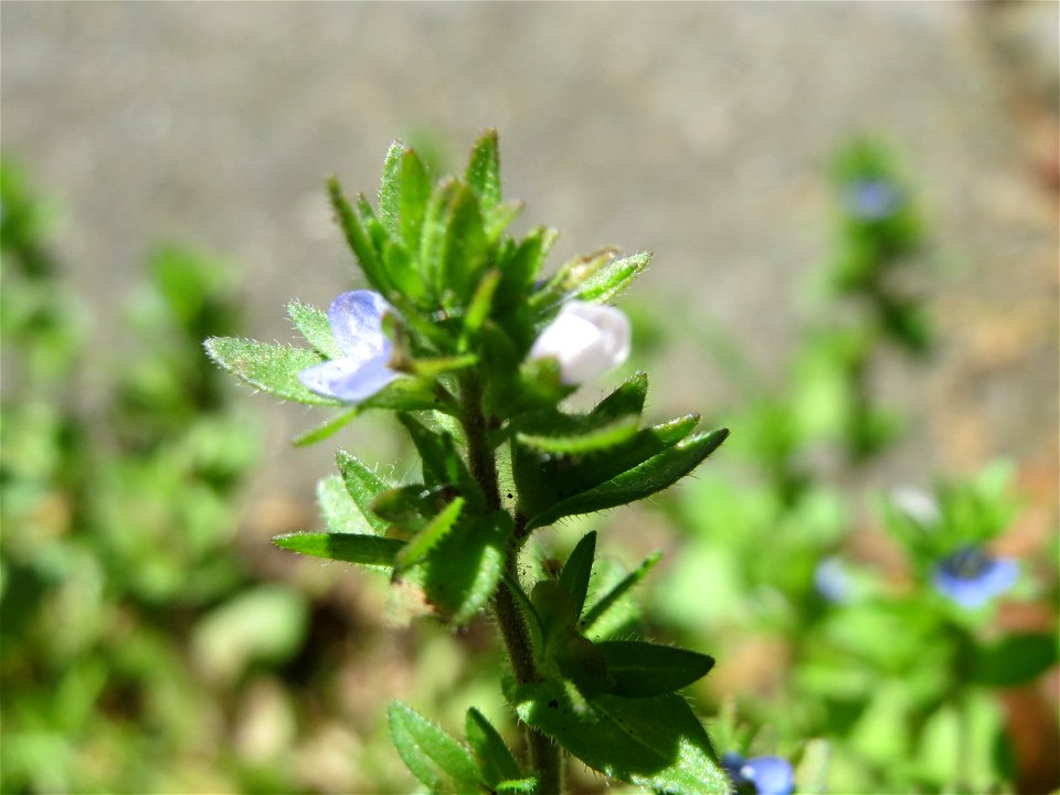 Feld-Ehrenpreis (Veronica arvensis) an der Bismarckstraße in Sankt Johann (Saar)