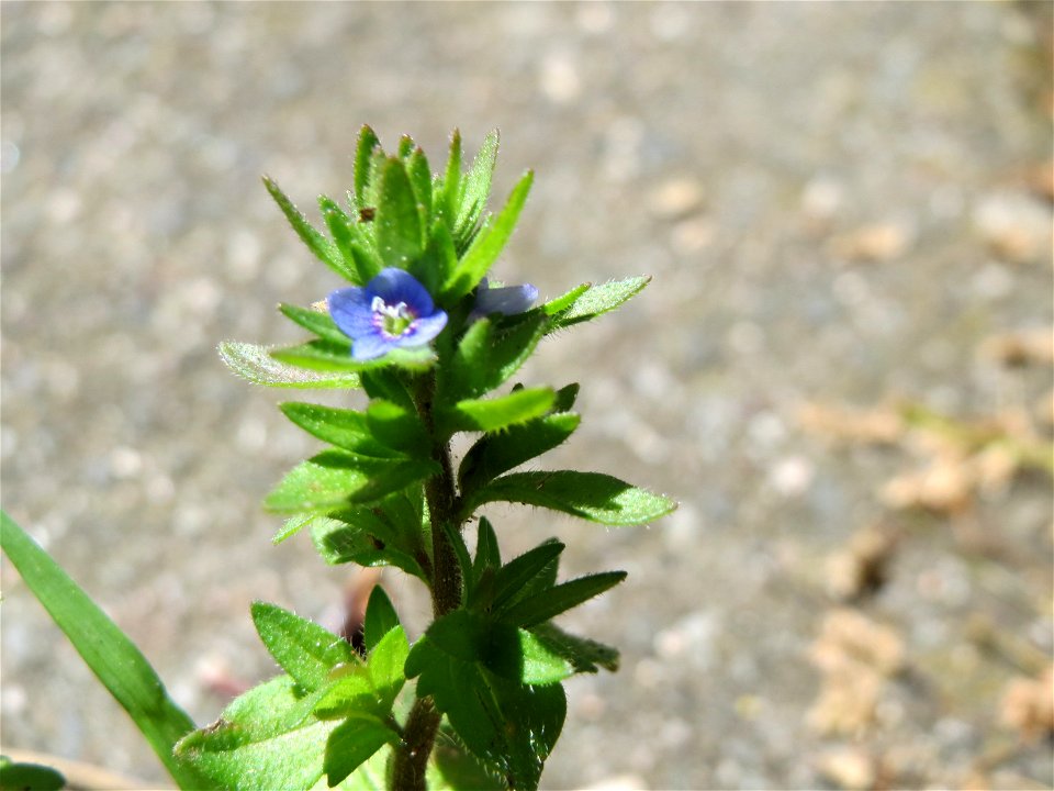 Feld-Ehrenpreis (Veronica arvensis) an der Bismarckstraße in Sankt Johann (Saar)