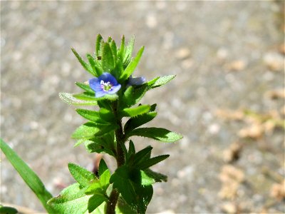Feld-Ehrenpreis (Veronica arvensis) an der Bismarckstraße in Sankt Johann (Saar)