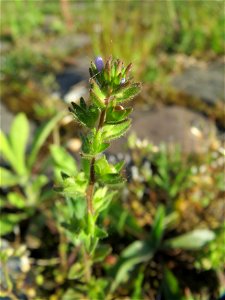 Feld-Ehrenpreis (Veronica arvensis) an der A620 in Alt-Saarbrücken