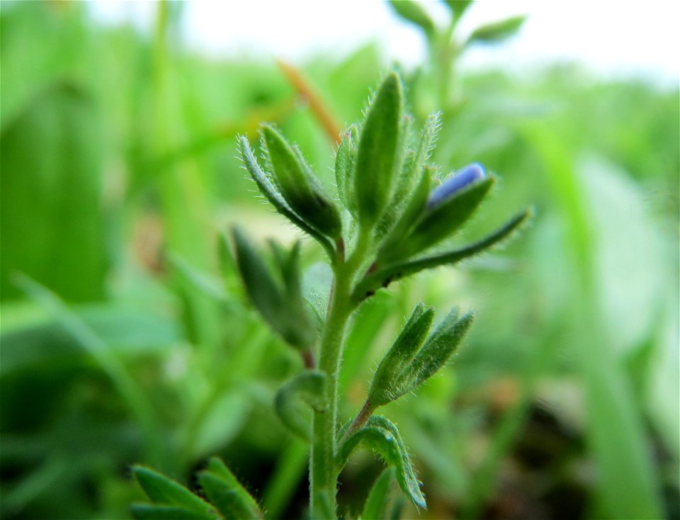 Feld-Ehrenpreis (Veronica arvensis) im Landschaftsschutzgebiet Rheinhessisches Rheingebiet bei Worms