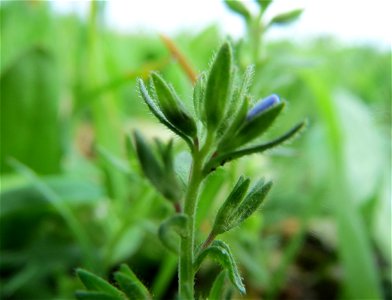 Feld-Ehrenpreis (Veronica arvensis) im Landschaftsschutzgebiet Rheinhessisches Rheingebiet bei Worms