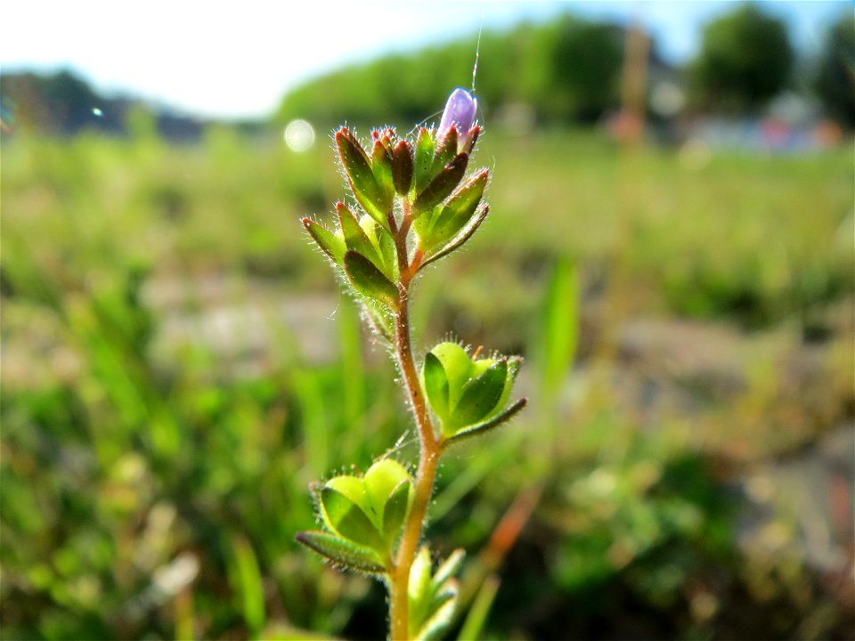 Feld-Ehrenpreis (Veronica arvensis) an der A620 in Alt-Saarbrücken