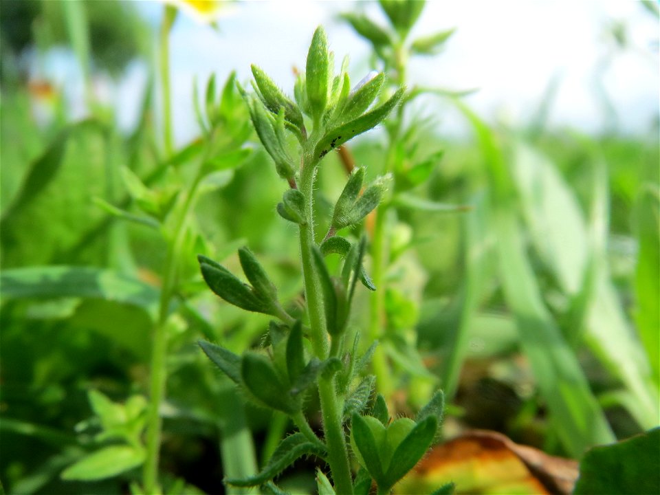 Feld-Ehrenpreis (Veronica arvensis) im Landschaftsschutzgebiet Rheinhessisches Rheingebiet bei Worms