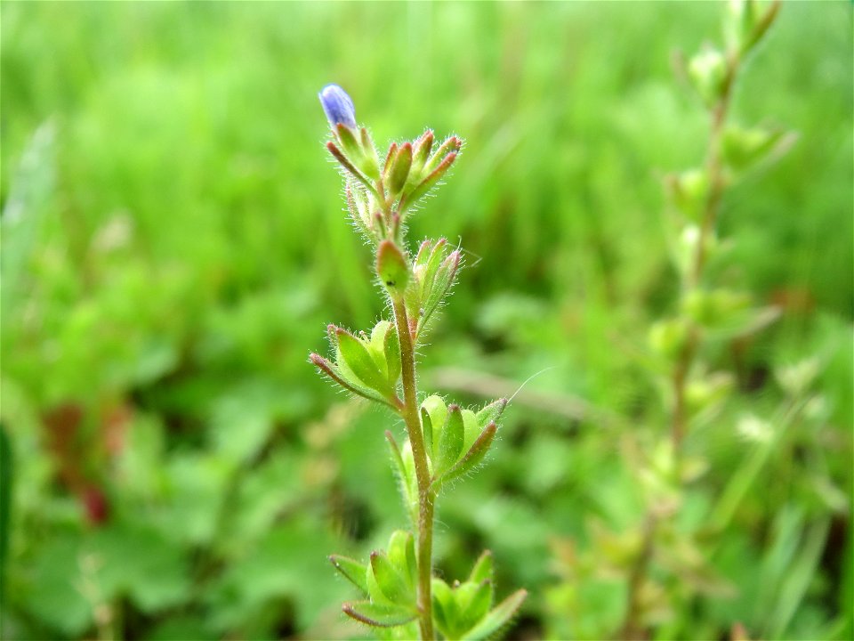 Feld-Ehrenpreis (Veronica arvensis) im Landschaftsschutzgebiet Rheinhessisches Rheingebiet bei Worms