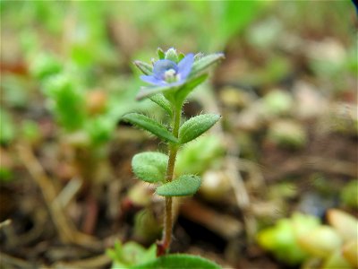 Feld-Ehrenpreis (Veronica arvensis) an der A620 in Saarbrücken