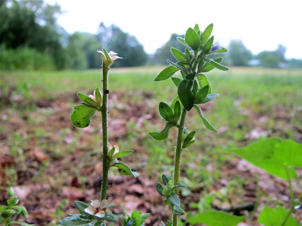 Feld-Ehrenpreis (Veronica arvensis) im Landschaftsschutzgebiet „Oftersheimer Dünen“