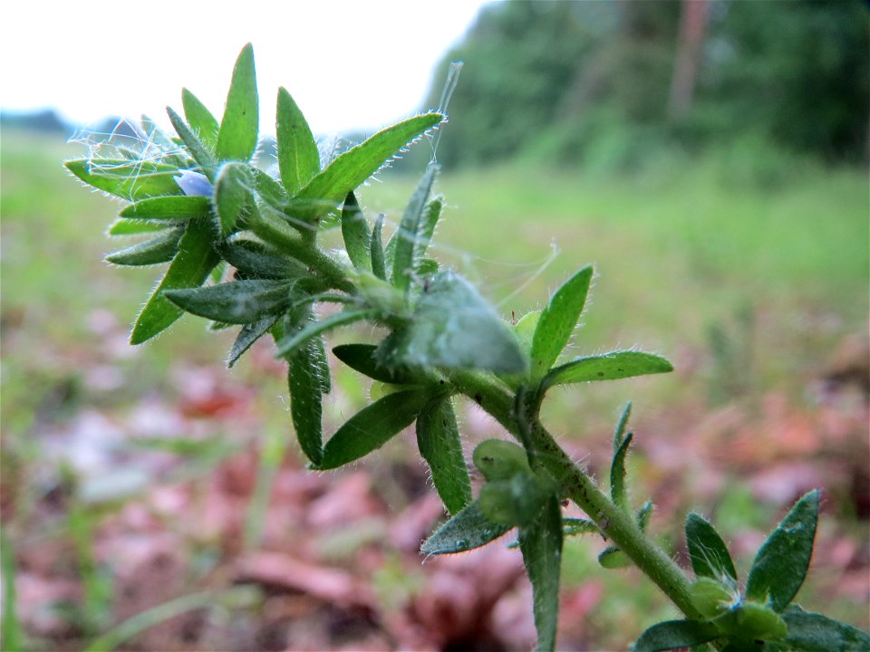 Feld-Ehrenpreis (Veronica arvensis) im Landschaftsschutzgebiet „Oftersheimer Dünen“
