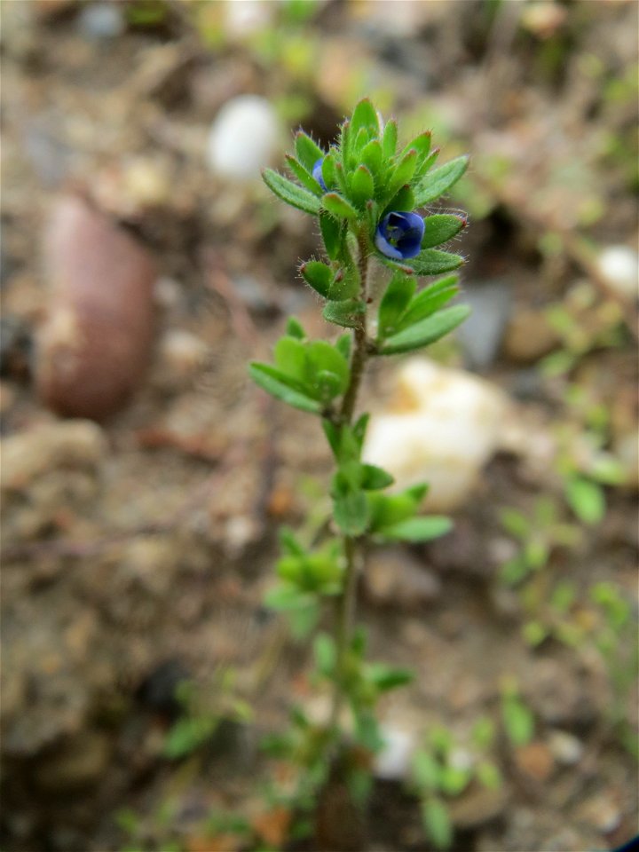 Feld-Ehrenpreis (Veronica arvensis) auf einem Schuttplatz in Hockenheim
