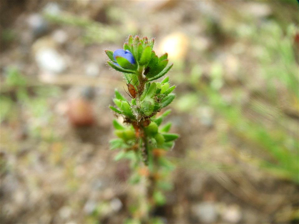 Feld-Ehrenpreis (Veronica arvensis) auf einem Schuttplatz in Hockenheim