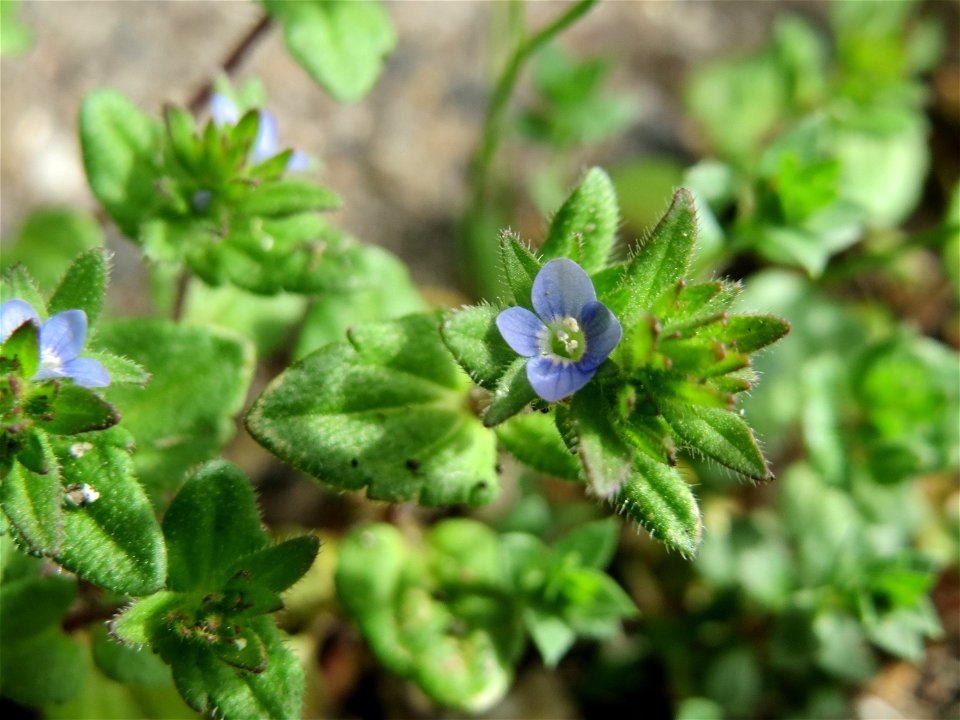 Ritzen-Botanik: Feld-Ehrenpreis (Veronica arvensis) in Hockenheim