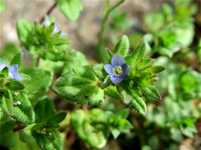 Ritzen-Botanik: Feld-Ehrenpreis (Veronica arvensis) in Hockenheim