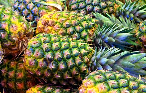 Pineapple fruit Free photos