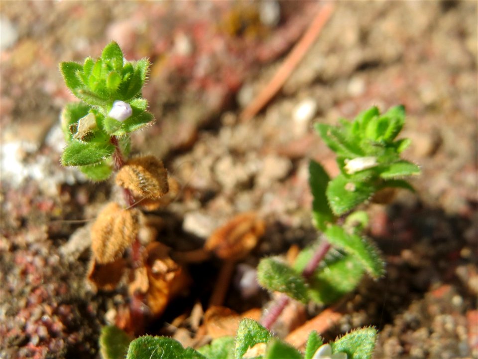 Ritzen-Botanik: Feld-Ehrenpreis (Veronica arvensis) in Hockenheim