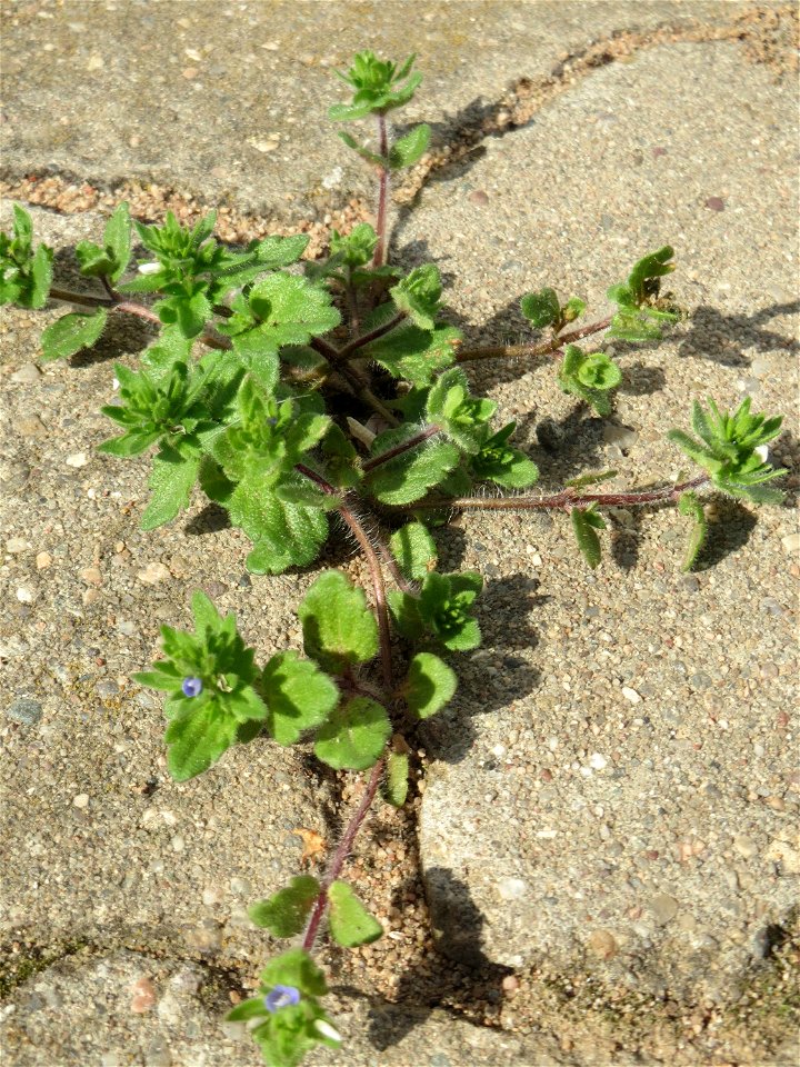 Ritzen-Botanik: Feld-Ehrenpreis (Veronica arvensis) in Hockenheim