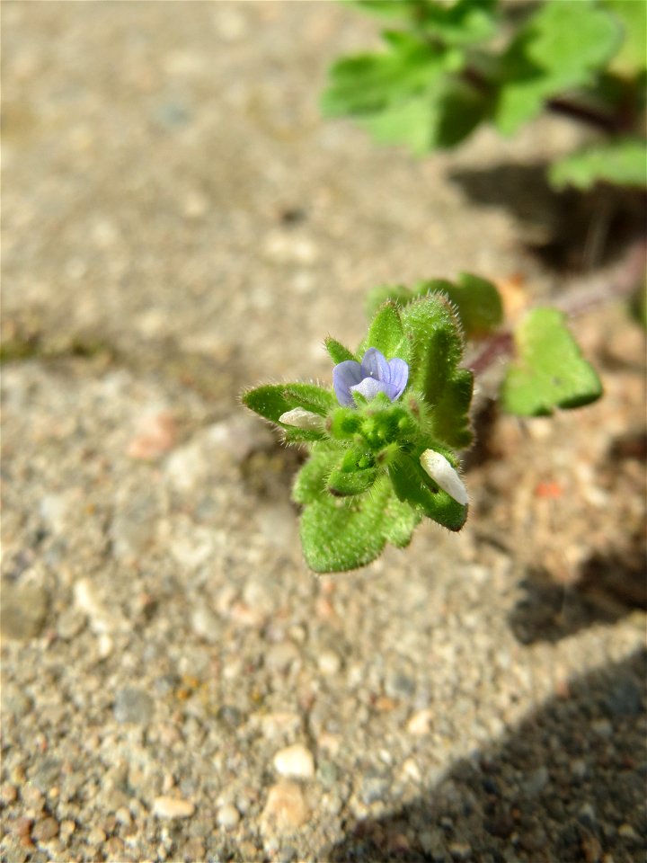 Ritzen-Botanik: Feld-Ehrenpreis (Veronica arvensis) in Hockenheim